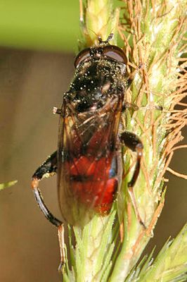 Chalcosyrphus libo