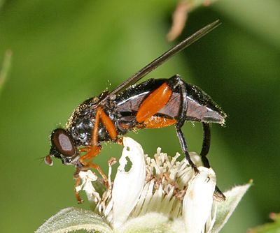 Chalcosyrphus plesia
