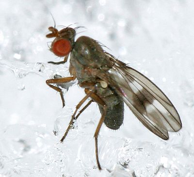 Diastata ornata