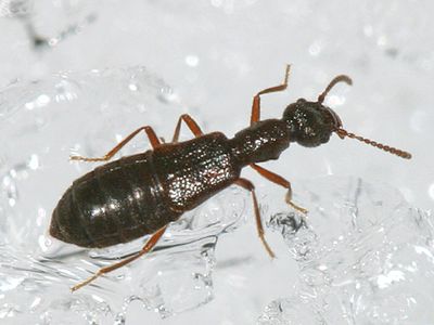 Boreaphilus henningianus