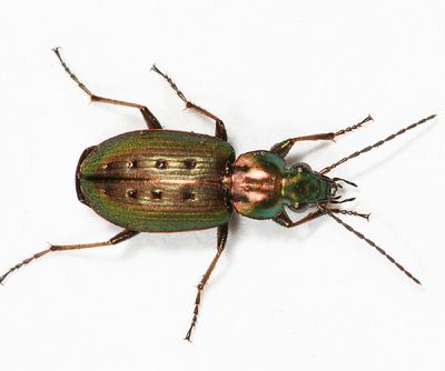 Ground Beetles - Tribe Platynini