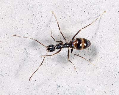 Longhorn Crazy Ant -Paratrechina longicornis