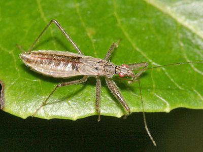 Nabis americolimbatus