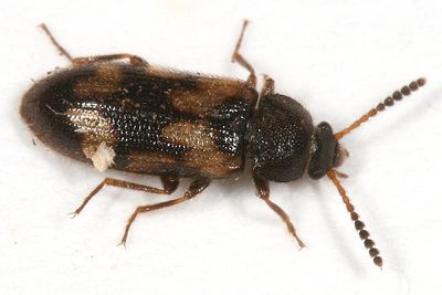 Mycetophagus melsheimeri