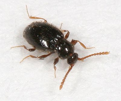 Stenichnus scutellaris
