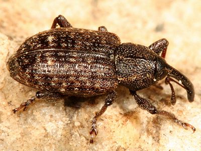 Notaris puncticollis