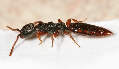 Pristocera armifera (female)