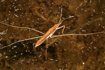 Limnoporus dissortis