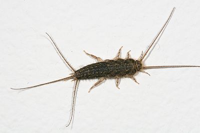 Four-lined Silverfish - Ctenolepisma lineata
