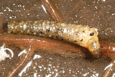 Bushtailed Caddisflies - Sericostomatidae