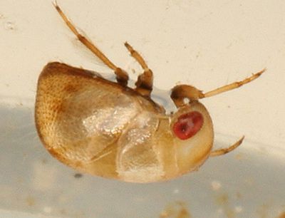 Pygmy Backswimmers - Pleidae