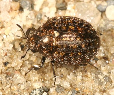 Cytilus alternatus