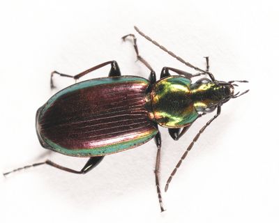 Agonum cupripenne