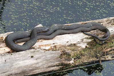 mating Northern Water Snake - Nerodia sipedon sipedon