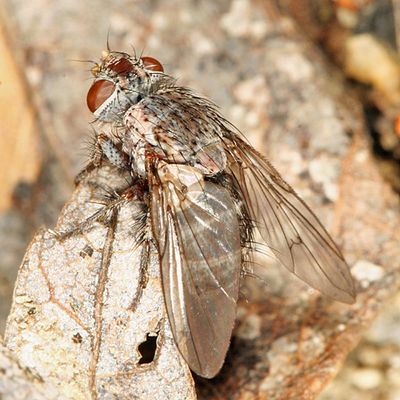 Goniocera io