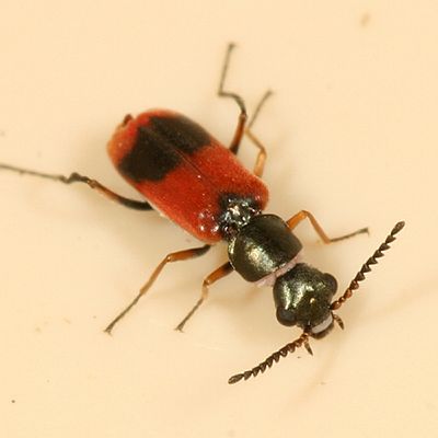 Anthocomus equestris (formerly Anthocomus bipunctatus)