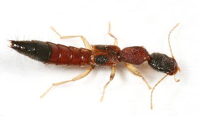 Astenus americanus