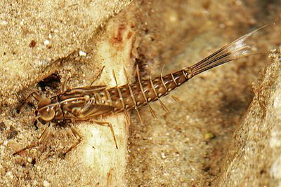 Mayflies - Ephemeroptera