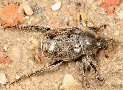 Three lined Hoplia - Hoplia trifasciata