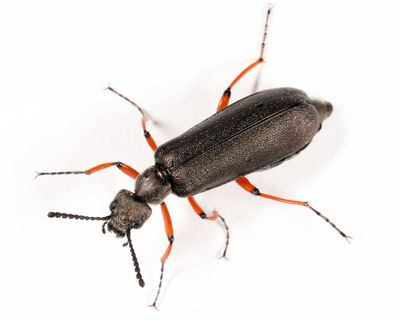 Lytta aenea