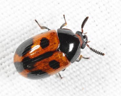 Diaperis maculata