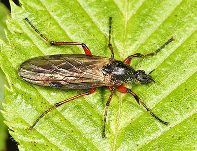 Bibiovestitusorxanthopus