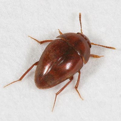 Nemadus triangulum