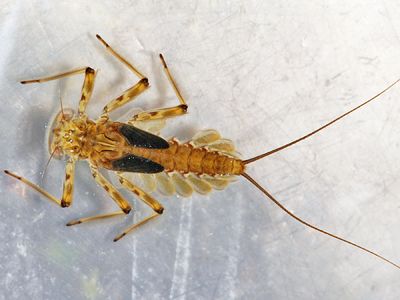 Epeorus vitreus