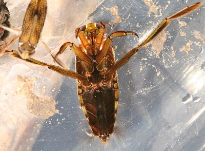 Notonecta uhleri