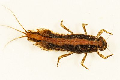 Eurylophella prudentalis