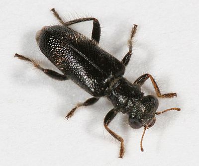Phyllobaenus humeralis