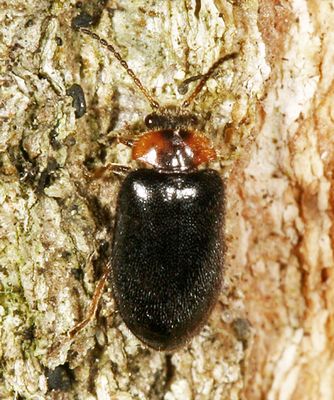 Hemicyphon ruficollis