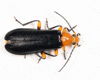 Neopyrochroa femoralis