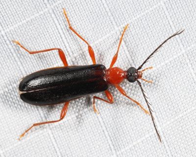 Dendroides canadensis
