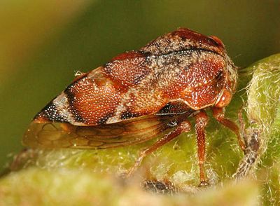Xantholobus muticus