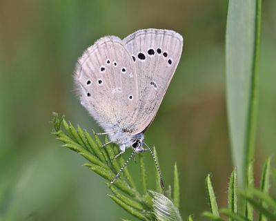 Silvery Blue - Glaucopsyche lygdamus
