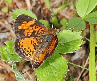 Northern Crescent - Phyciodes cocyta