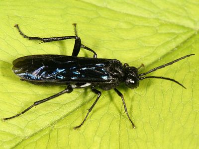 Lagium atroviolaceum