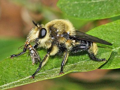Calif. Robber Flies