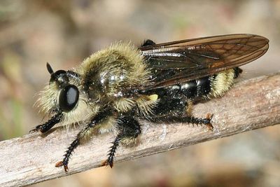 Laphria sp.