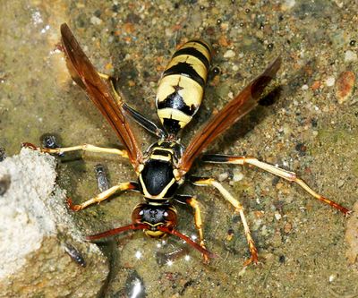 Polistes aurifer