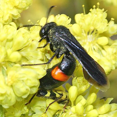 Stizoides renicinctus