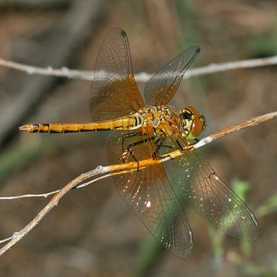 Western Meadowhawk - Sympetrum semicinctum occidentale