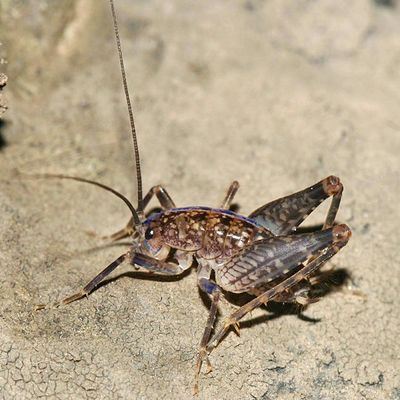 Pristoceuthophilus sp.