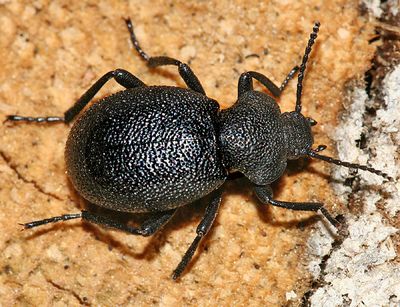 Eleodes cordata