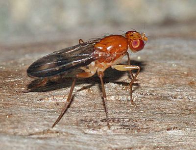 Clusia occidentalis