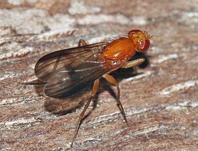 Clusia occidentalis