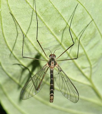  Net-winged Midge - Blephariceridae - Agathon comstocki