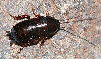 American Wood Cockroach - Parcoblatta americana