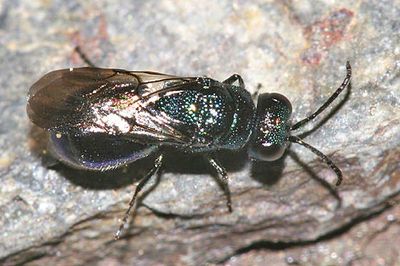 Pseudomalus sp.